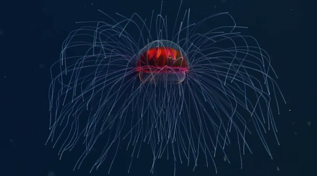 Уникални кадри заснемат светещите пипала на миниатюрна медуза в психеделични цветове